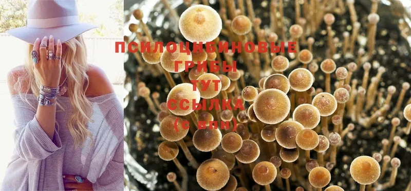 магазин  наркотиков  Лодейное Поле  Галлюциногенные грибы Psilocybine cubensis 